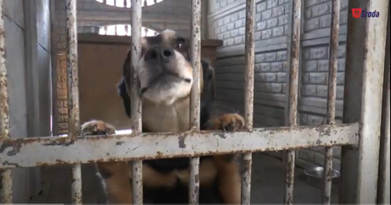 Przed zwierzętami najtrudniejsza noc w roku