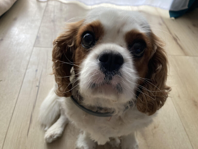 Nie strzelaj w sylwestra! Jest apel obrońców zwierząt