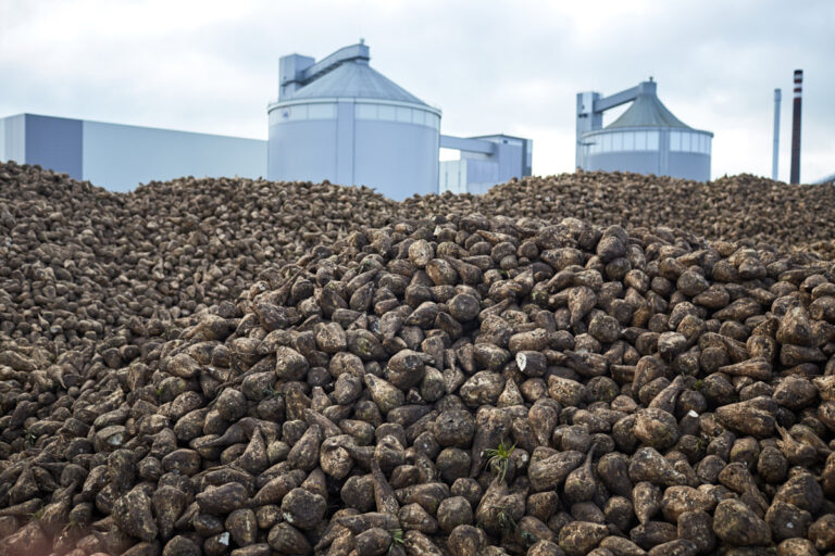 Rekordowe plony buraków