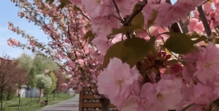 Co mieszkańcy myślą o zieleni w Środzie Wielkopolskiej?