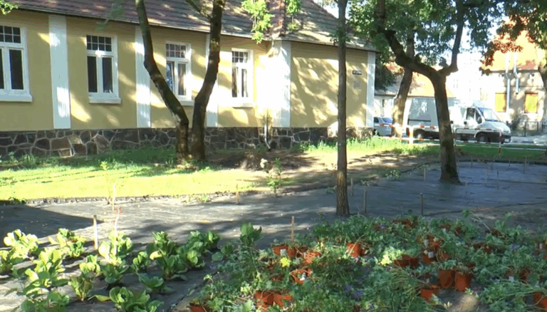 Sadzą zieleń przy Domu Pogodnej JEsieni w Środzie