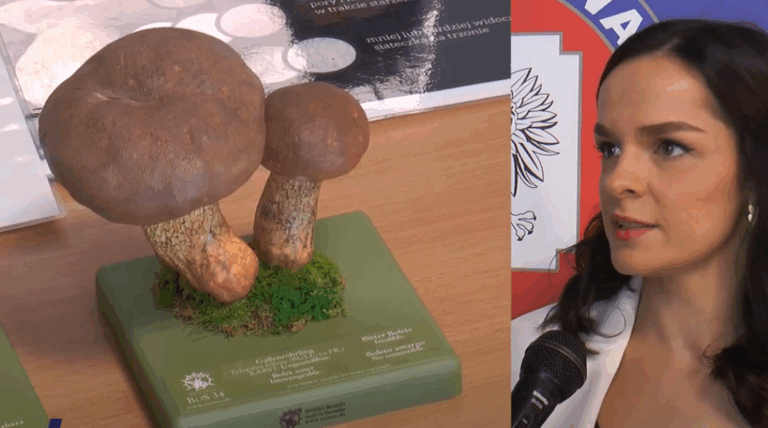 Średzki sanepid pomoże odróżnić grzyba jadalnego od trujaka