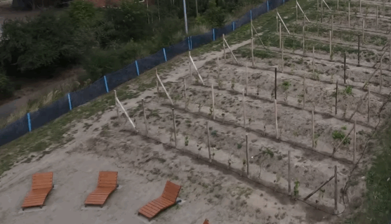 Można już odpoczywać na leżakach przy Miejskiej winnicy