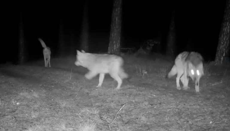 Wilki widziane w okolicach Boguszyna