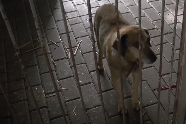 Średzianie apelują, by nie strzelać w Sylwestra