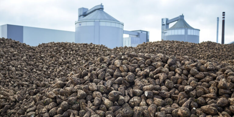 Kampania cukrownicza 2025/2026 potrwa do lutego